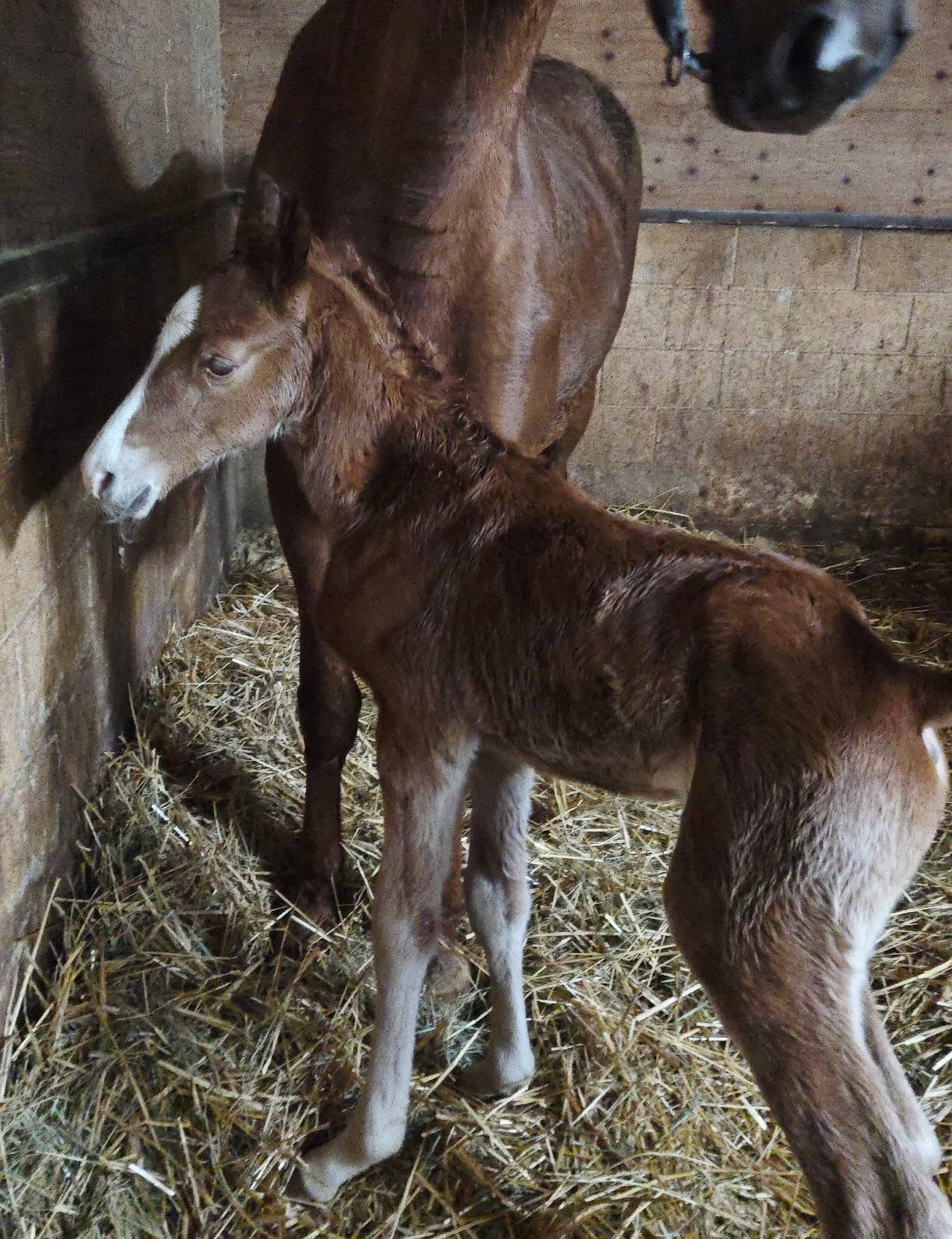 Newborn foal standing next to its mother in a stall at Thunder Ridge Farms