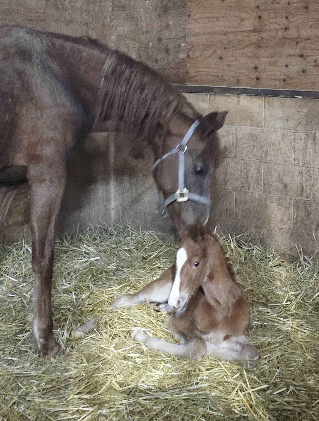 Mare nuzzling her newborn foal at Thunder Ridge Farms — part of the active American Saddlebred breeding program