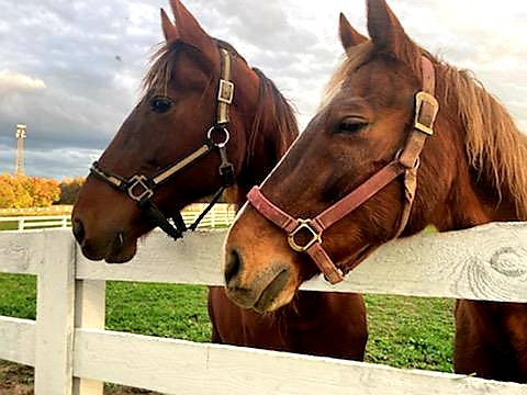 Two calm chestnut horses at a white fence in warm golden light at Thunder Ridge Farms